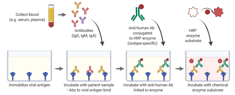 Description of the ELISA assay used at the LTRI for the detection of antibodies to SARS-CoV-2 proteins